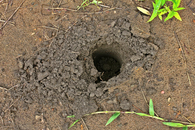 Imagem de Dinâmica de Nitrogênio em Terra Preta de Índio na Amazônia Ocidental