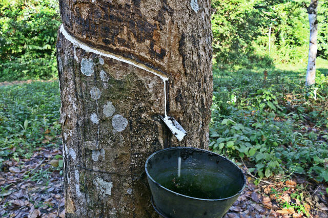 Imagem de Novas tecnologias para a dinamização da produção da borracha no Amazonas