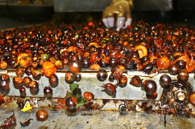 Image of Sistema mecanizado de procesamento pós-colheita de guaraná