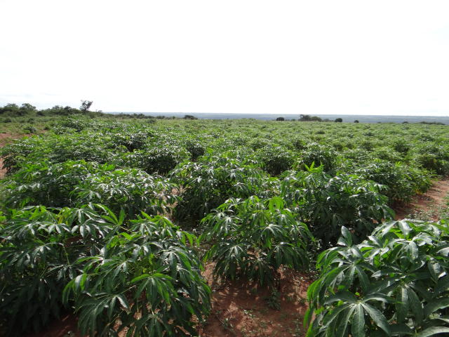 Image of Production system for cassava in the Semiarid Region