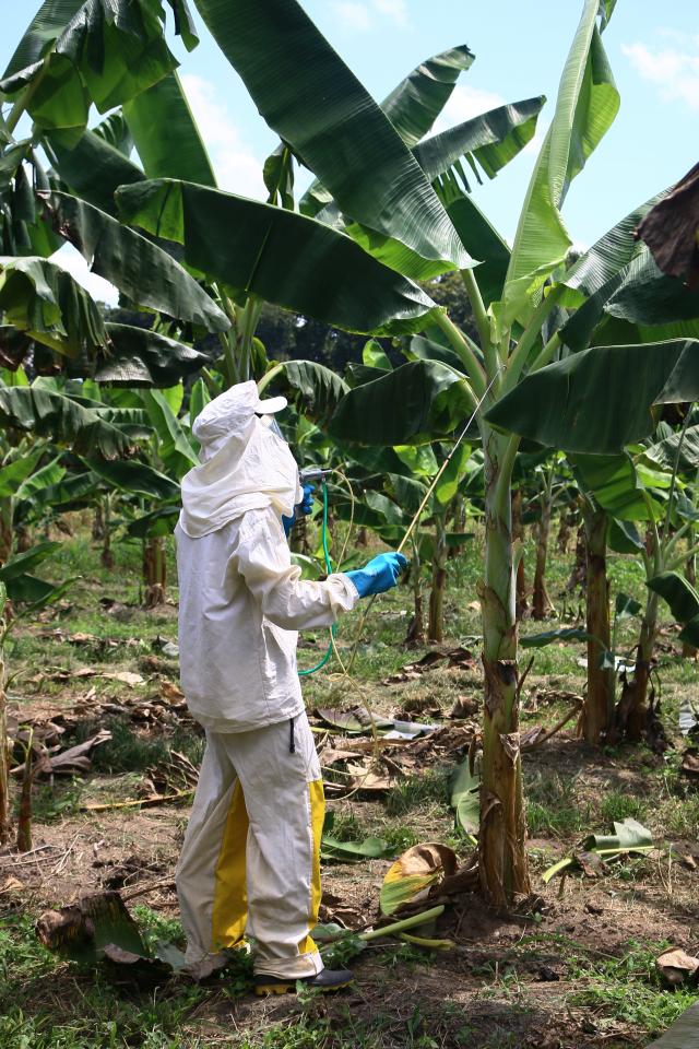 Image of Control of black sigatoka in banana tree, through the deposition of fungicides in the axilla of the second leaf