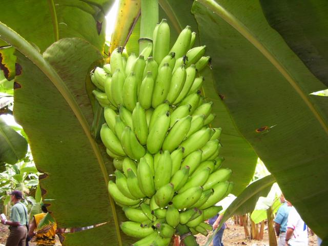 Image of Sistema de produção de banana para o estado do Amazonas