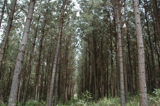 Image of Systematic sampling to monitor wood wasp attacks in pine plantations