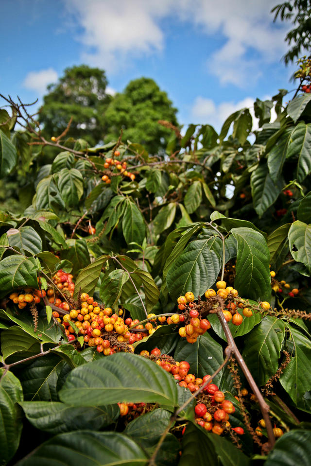 Image of Guaraná  BRS Amazonas: alta produtividade e resistência à antracnose