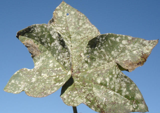 Imagem de MonitoraOeste: monitoramento e alerta da favorabilidade climática da ferrugem da soja e da mancha de ramulária do algodão