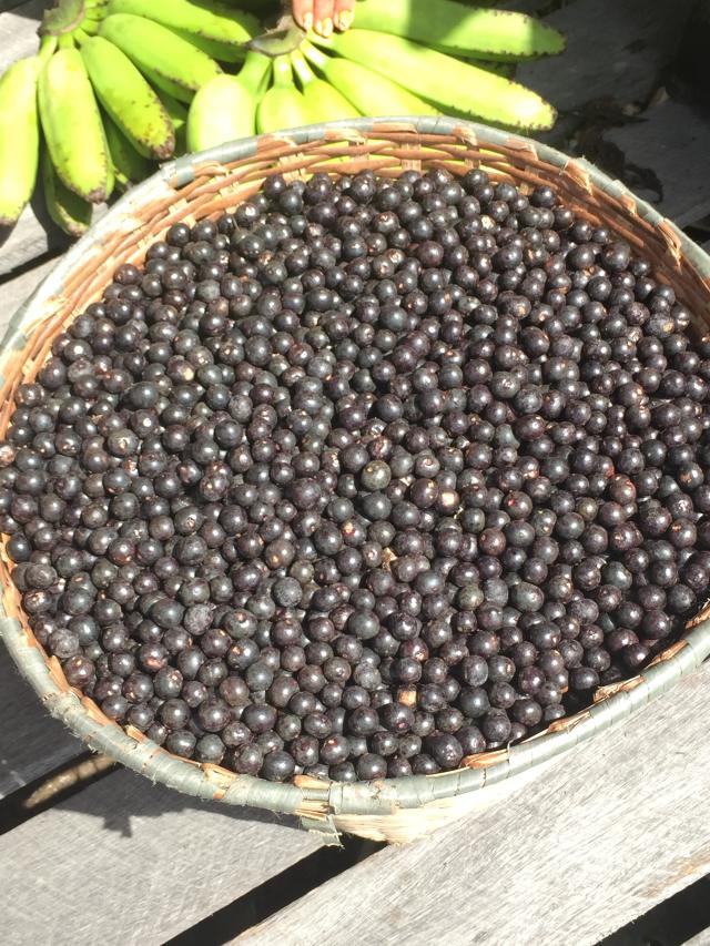 Image of Choque térmico nos frutos do açaí para inativação do protozoário Trypanosoma cruzi e outros agentes patogênicos