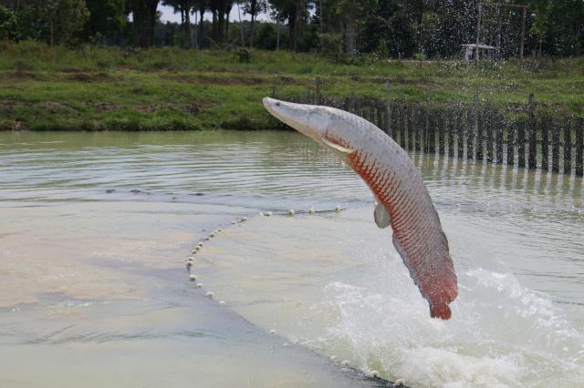 Imagem de Teste de sexagem genética para pirarucu (Arapaima gigas)