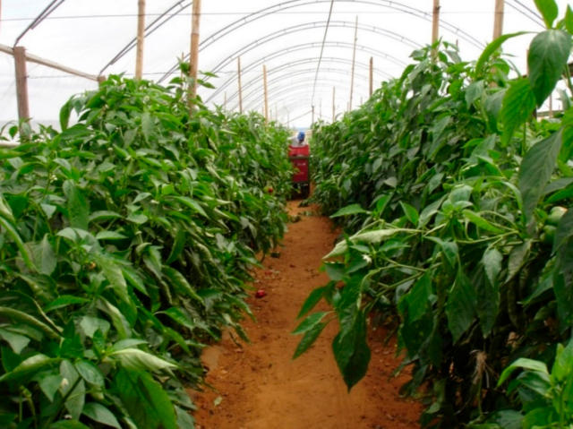 Imagem de Tecnologias sustentáveis para o fortalecimento da olericultura na Amazônia