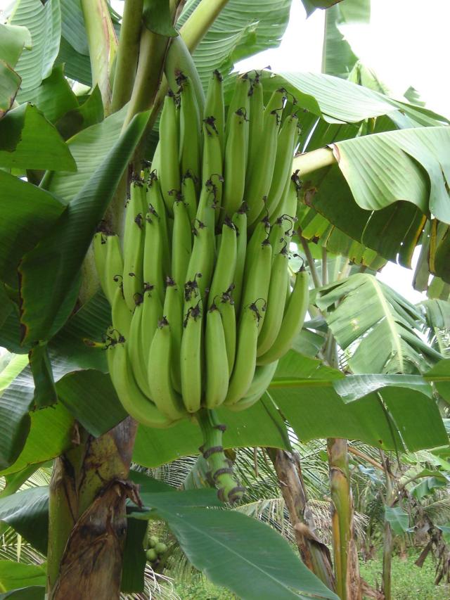 Image of Plantain BRS Terra Anã