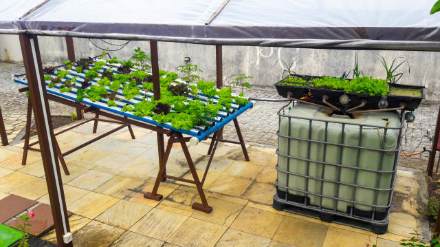 Image of Home Scale Aquaponics