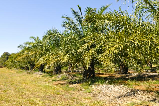 Imagem de Recursos Genéticos de Palma de óleo e Caiaué: novas estratégias de conservação, avanço no conhecimento e uso sustentável da diversidade genética