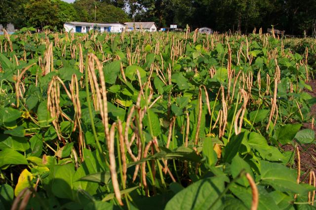 Imagem de Fixação biológica de nitrogênio em feijão-caupi e milho cultivados em sistema de plantio direto no Amazonas