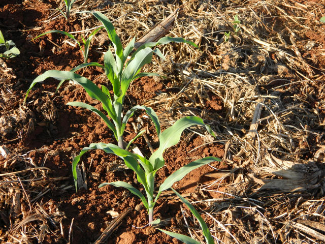 Image of Cultivo de Milho em Sistema de Plantio Direto no Amazonas, em área de pastagem degradada