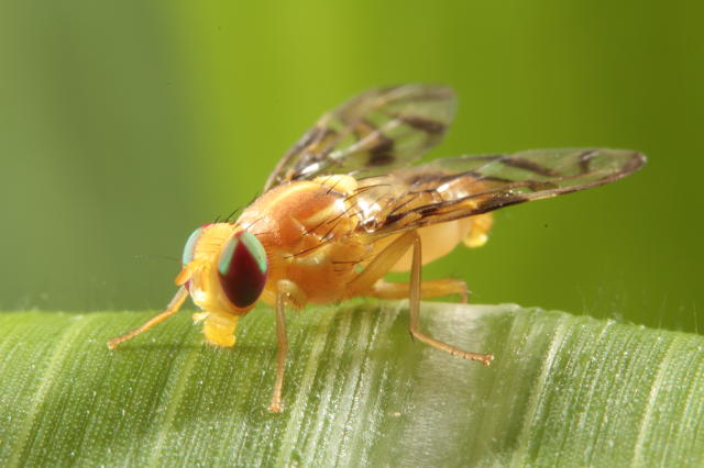 Image of Indicação de iscas tóxicas para controle da mosca-das-frutas sul-americana (Anastrepha fraterculus) e da mosca do mediterrâneo (Ceratitis capitata)