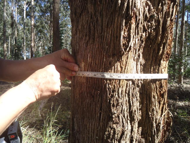 Imagem de Influência de variáveis do solo no agrupamento de espécies arbóreas na floresta densa de terra firme na Amazônia