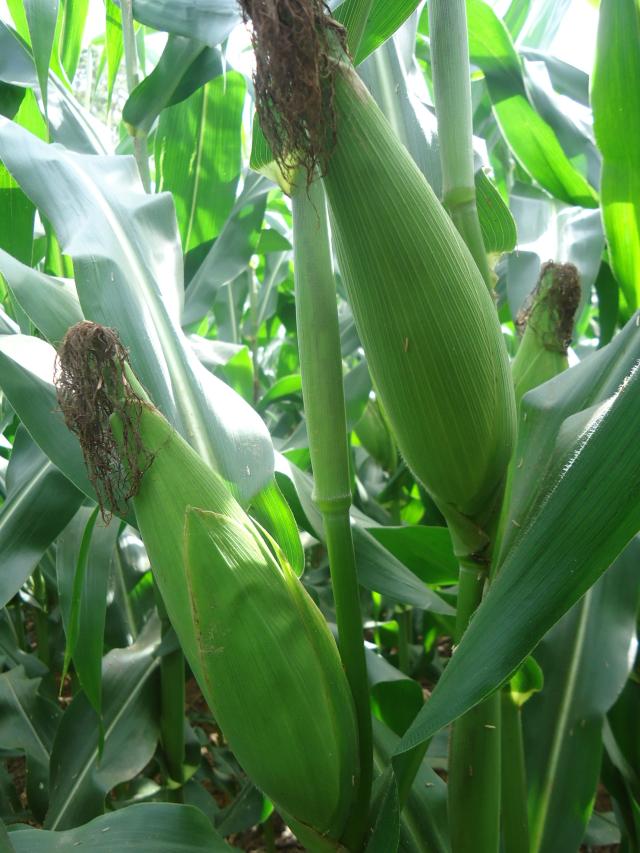 Image of Sistema de produção de milho verde irrigado em sucessão ao cultivo de arroz para a Região da Baixada Maranhense