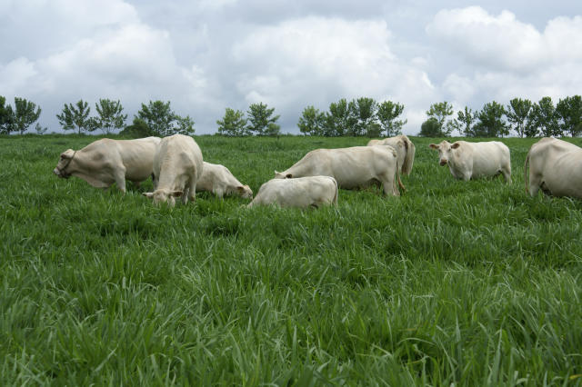 Imagem de Bioecologia, manejo e metodologia de monitoramento do percevejo das gramíneas, uma nova praga de pastagens no Brasil