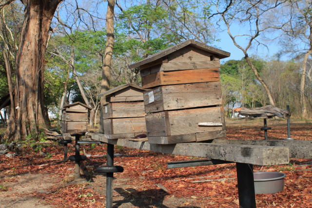 Image of Boas práticas para instalação e manejo de colônias de abelhas sem ferrão (ASF)